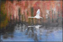 Fliegender Schwan