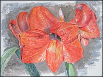 Amaryllis 1