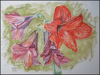 Amaryllis 2