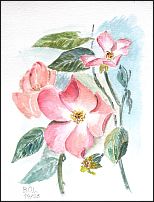 Hildesheimer Rose
