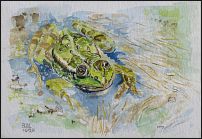 Frosch 2