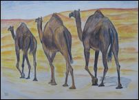 3 Kamele