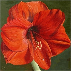 Amaryllis