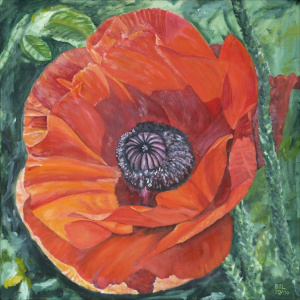 Mohnblumenblüte