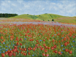 Mohnblumenfeld
