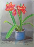 Amaryllis