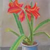 Amaryllis